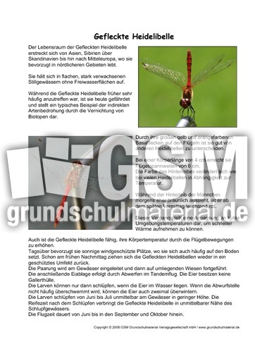 Gefleckte-Heidelibelle-Steckbrief.pdf